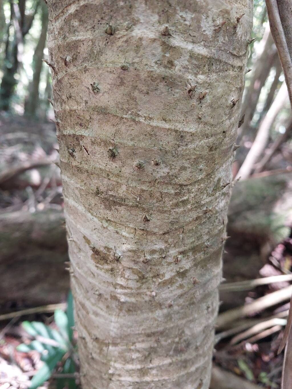 Pandanus latistigmaticus bark