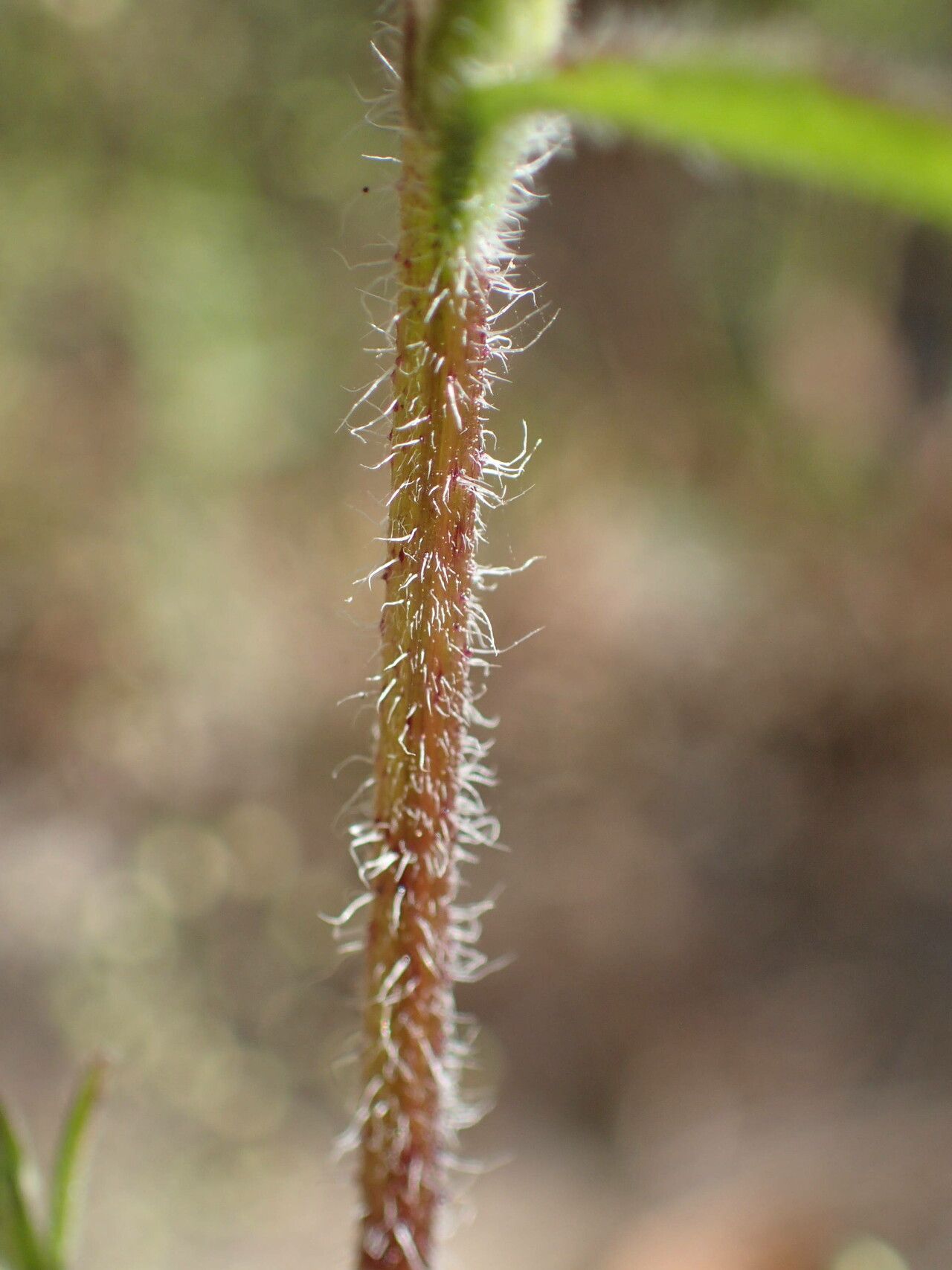 Buchnera hispida bark
