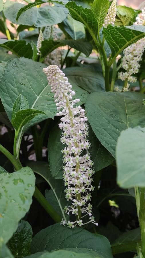 Phytolacca esculenta flower