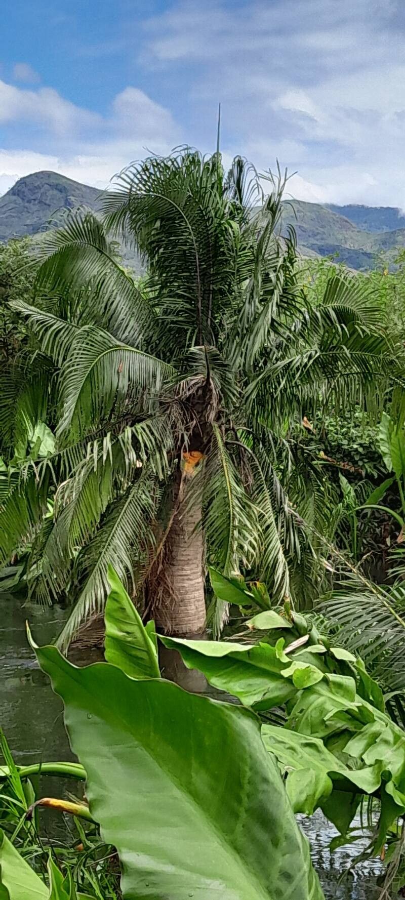 Ravenea musicalis — houseplant care guide