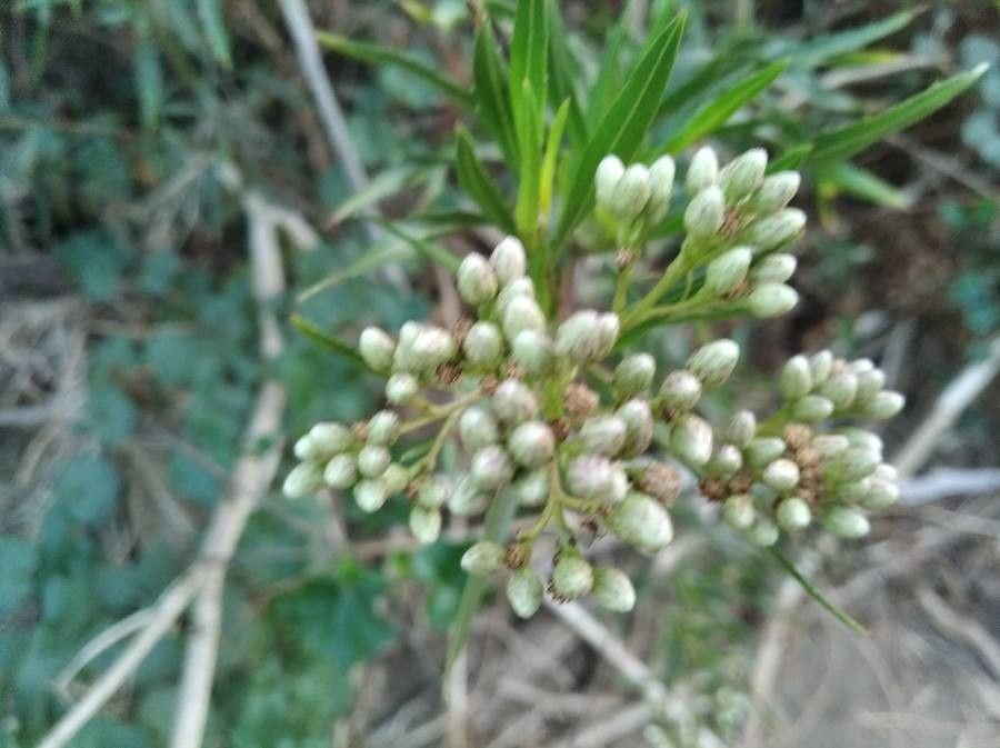 Baccharis douglasii flower