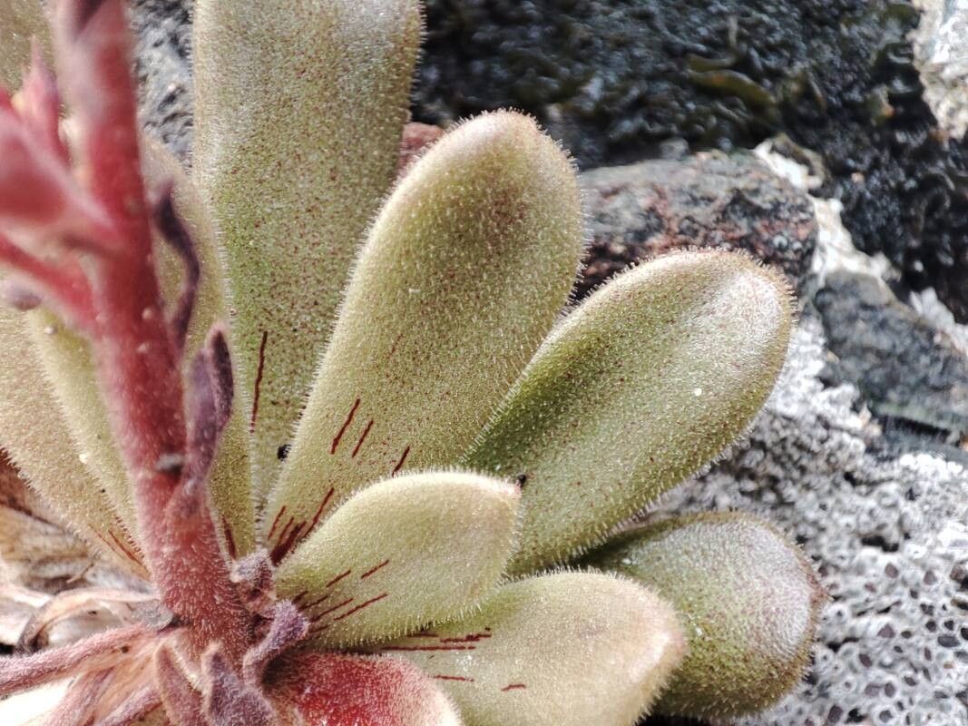 Sedum microstachyum — houseplant care guide