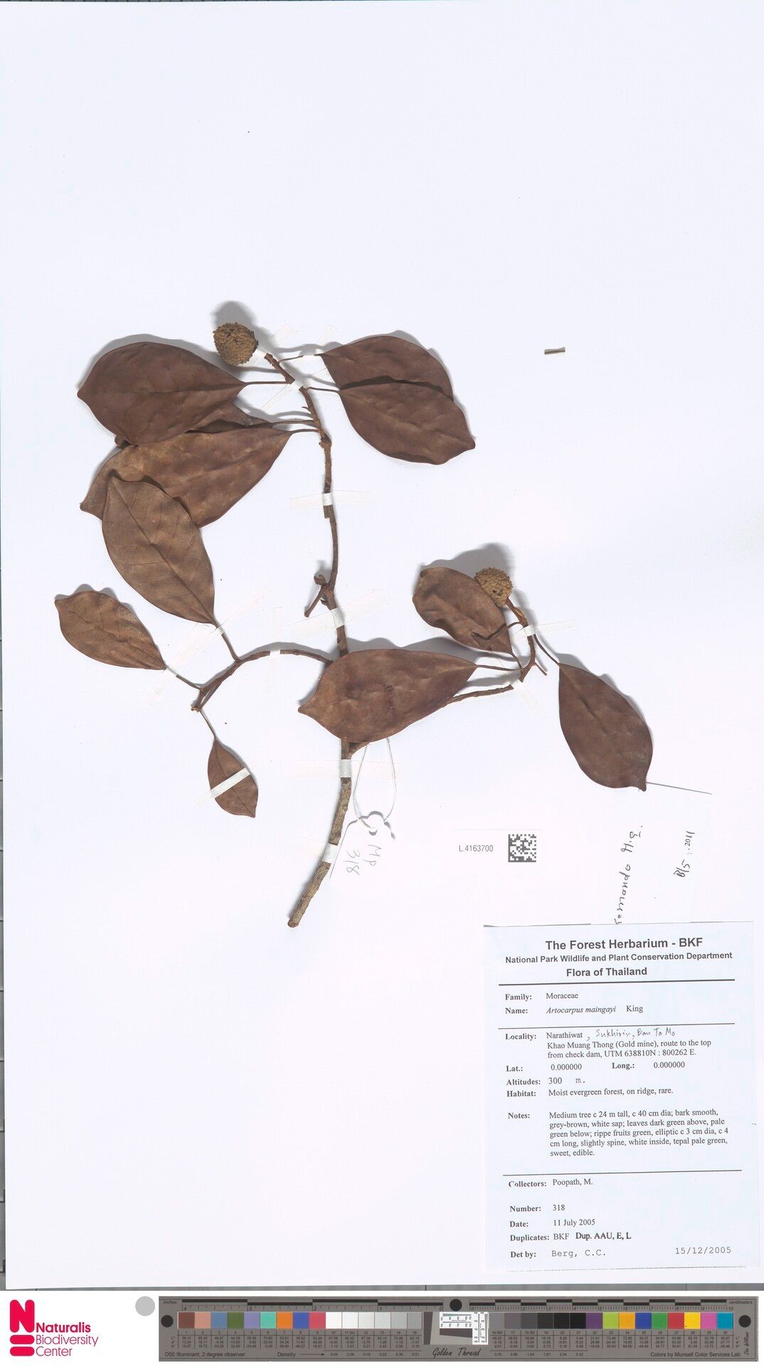 Artocarpus kemando — search result for 'Artocarpus'