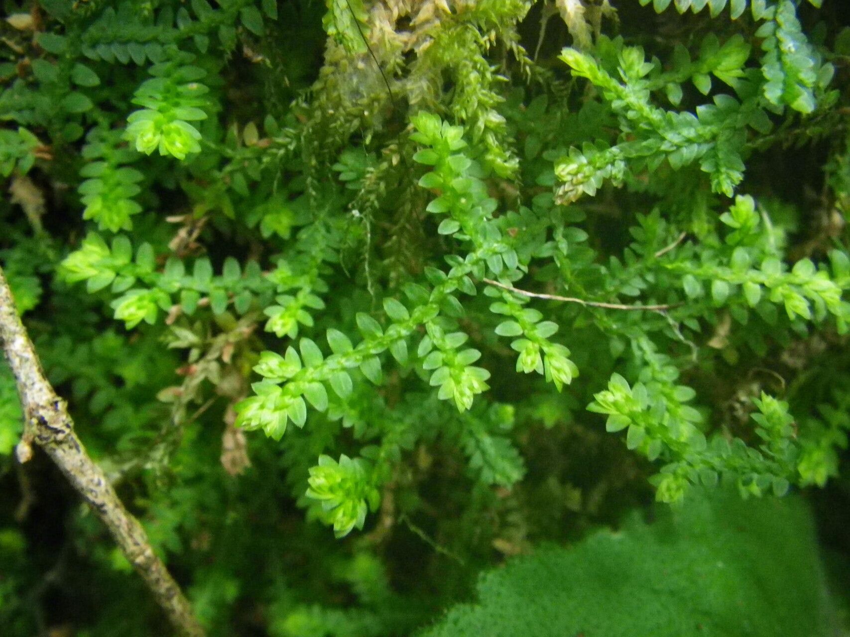 Selaginella mittenii leaf