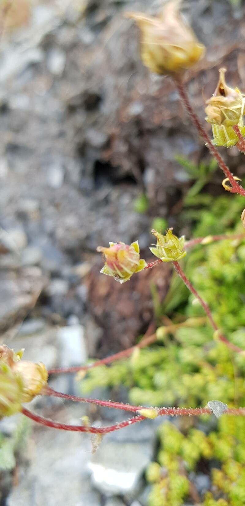 Saxifraga bryoides fruit