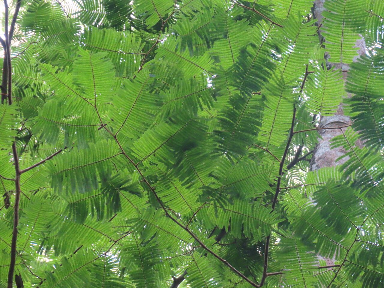 Enterolobium schomburgkii leaf