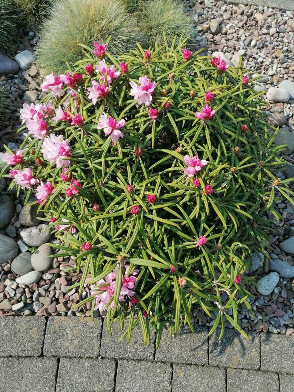 Rhododendron degronianum habit