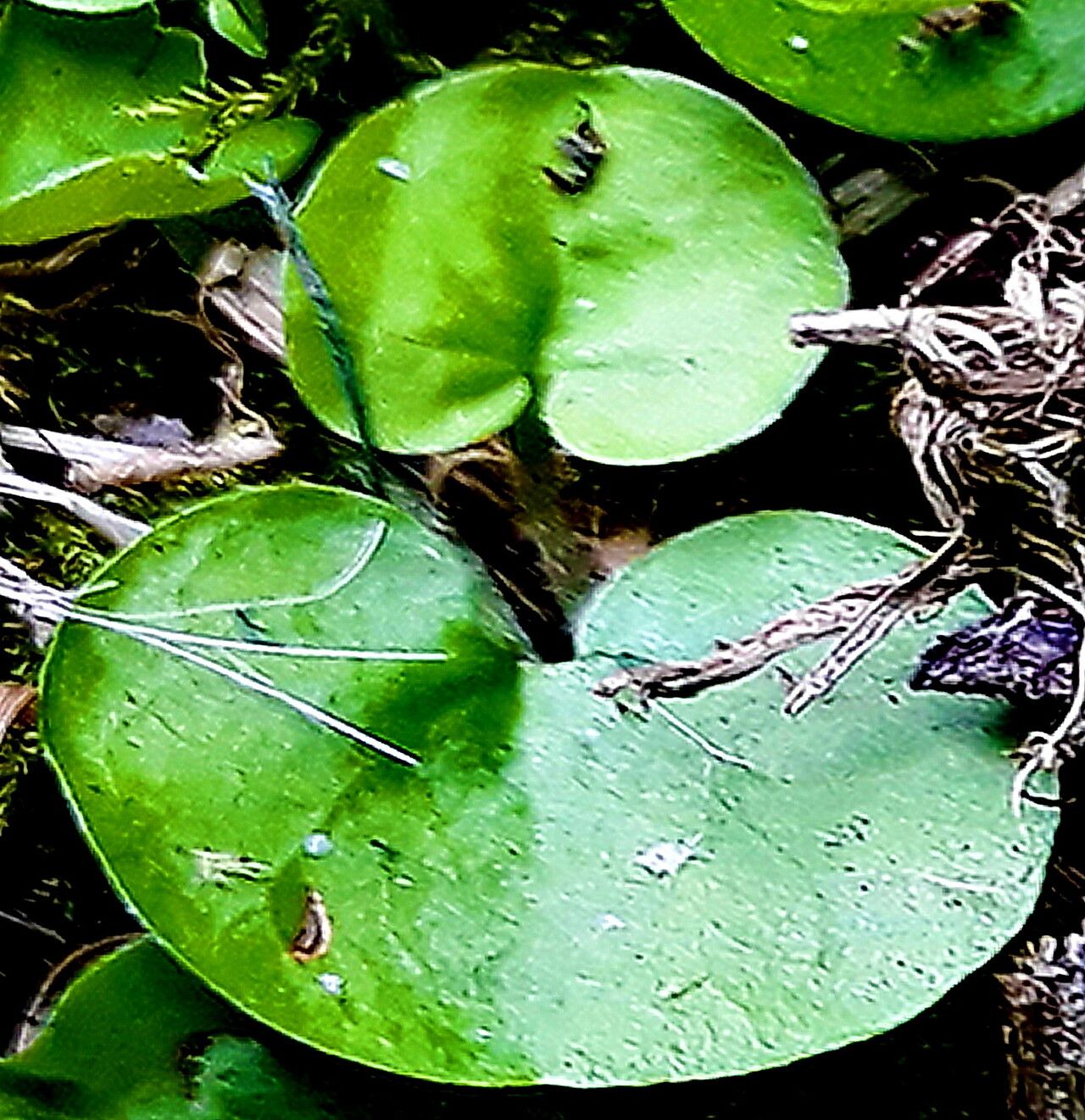 Dichondra brevifolia