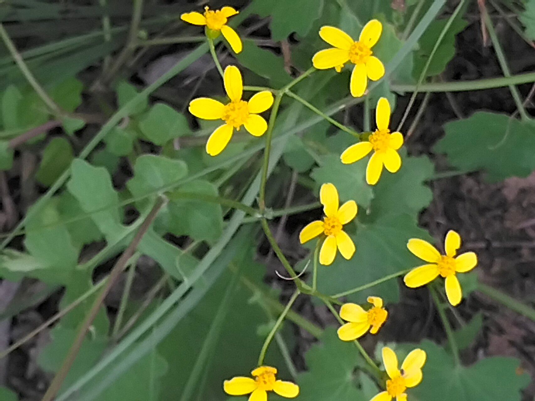 Cineraria lobata flower