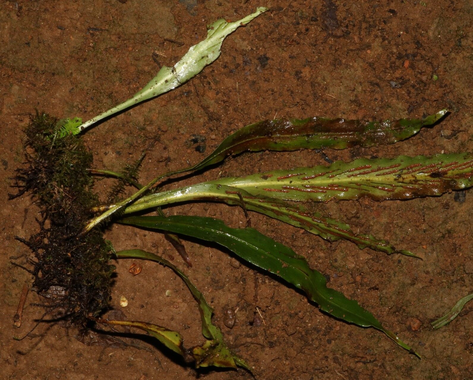 Loxogramme abyssinica habit