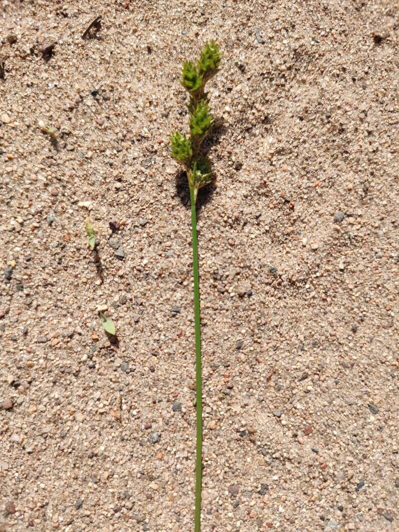 Carex tetrastachya flower