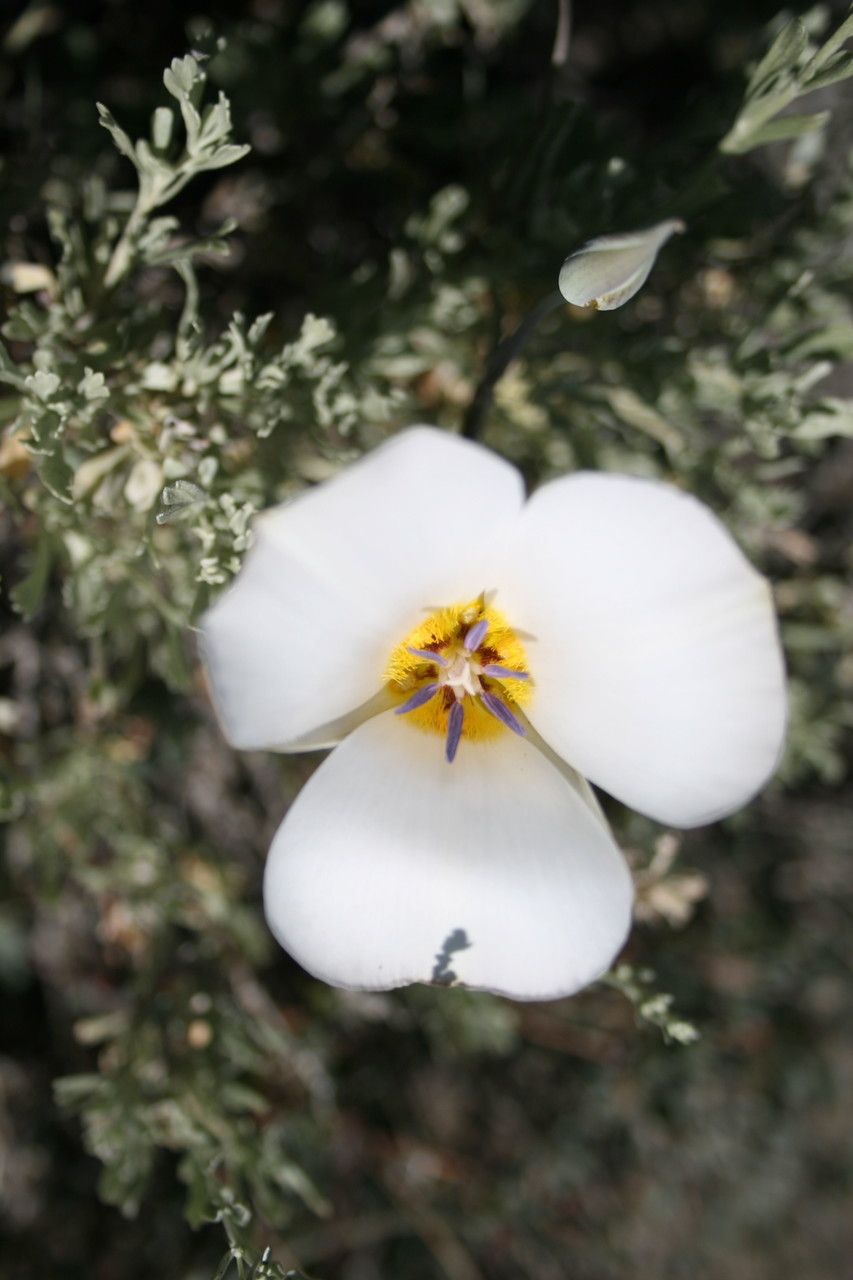 Calochortus panamintensis — houseplant care guide