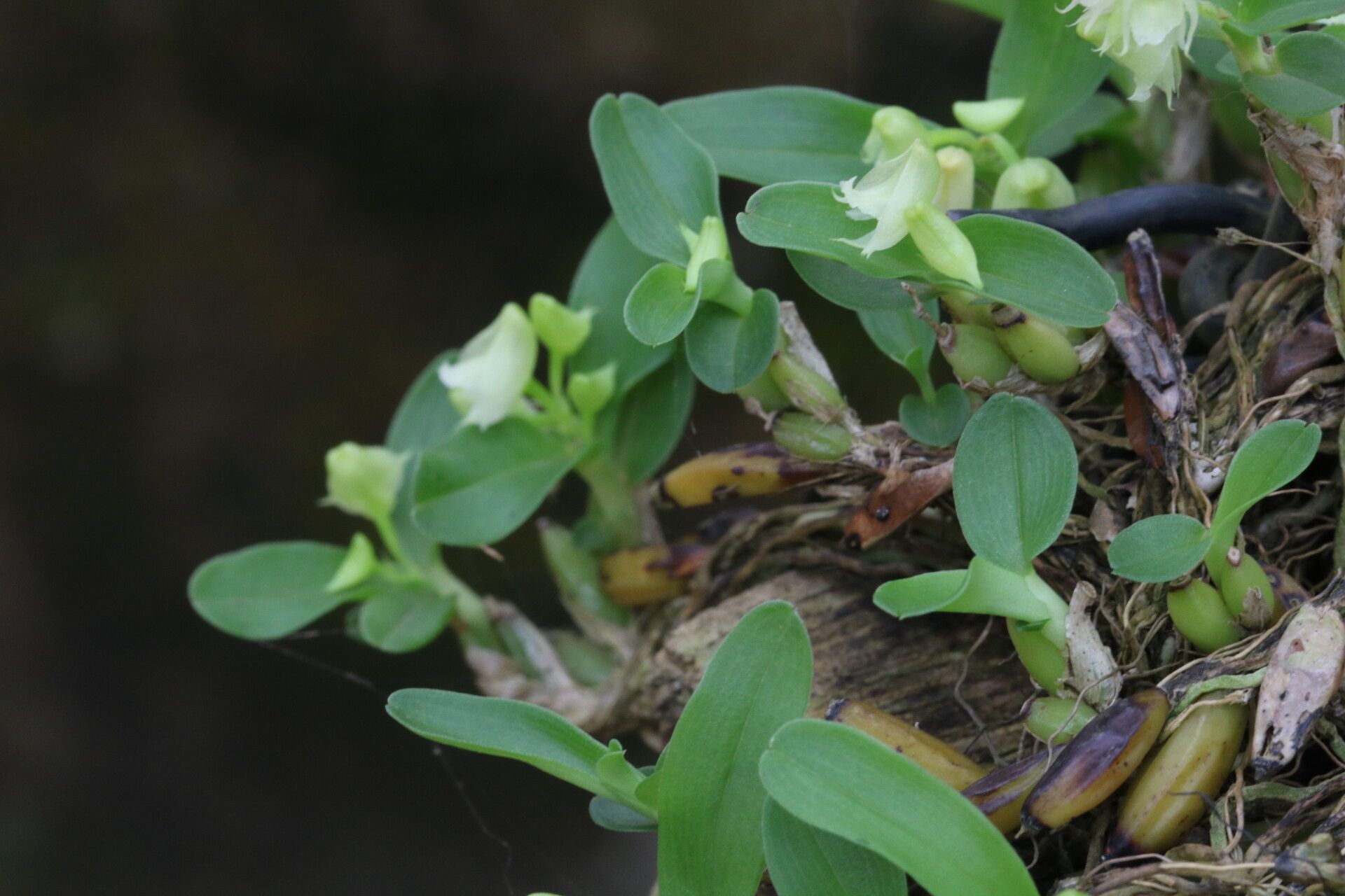 Polystachya camaridioides habit