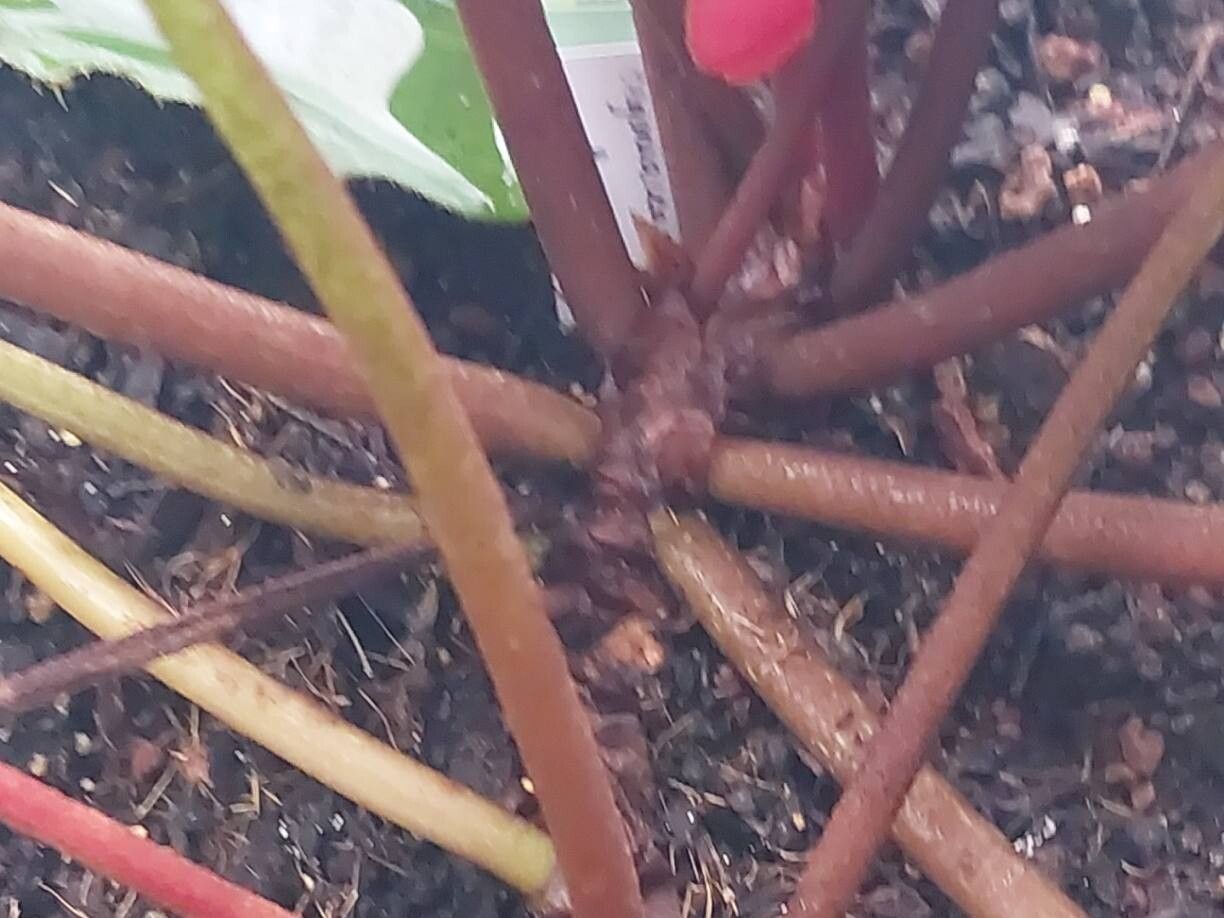 Begonia lyman-smithii bark