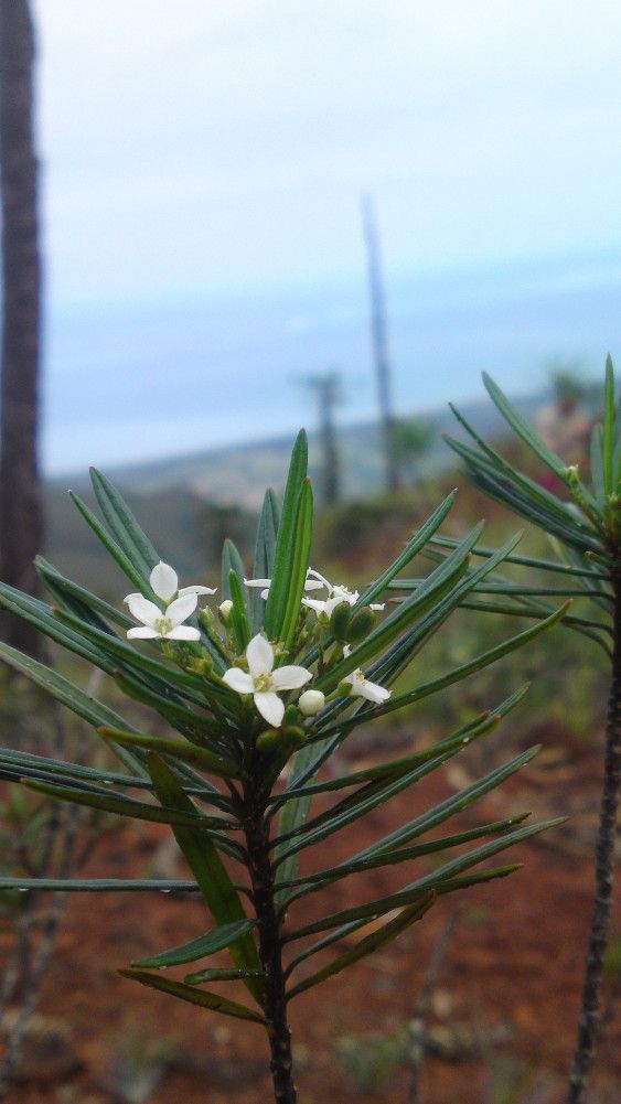 Zieria chevalieri flower