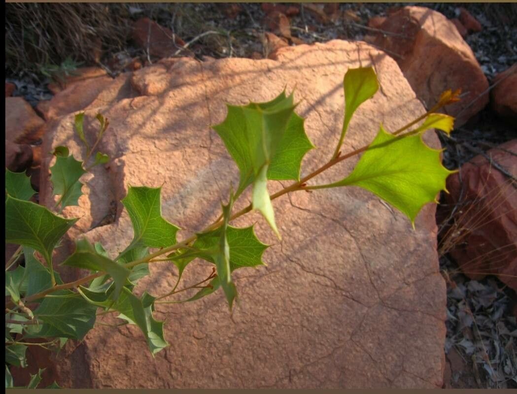 Grevillea wickhamii leaf