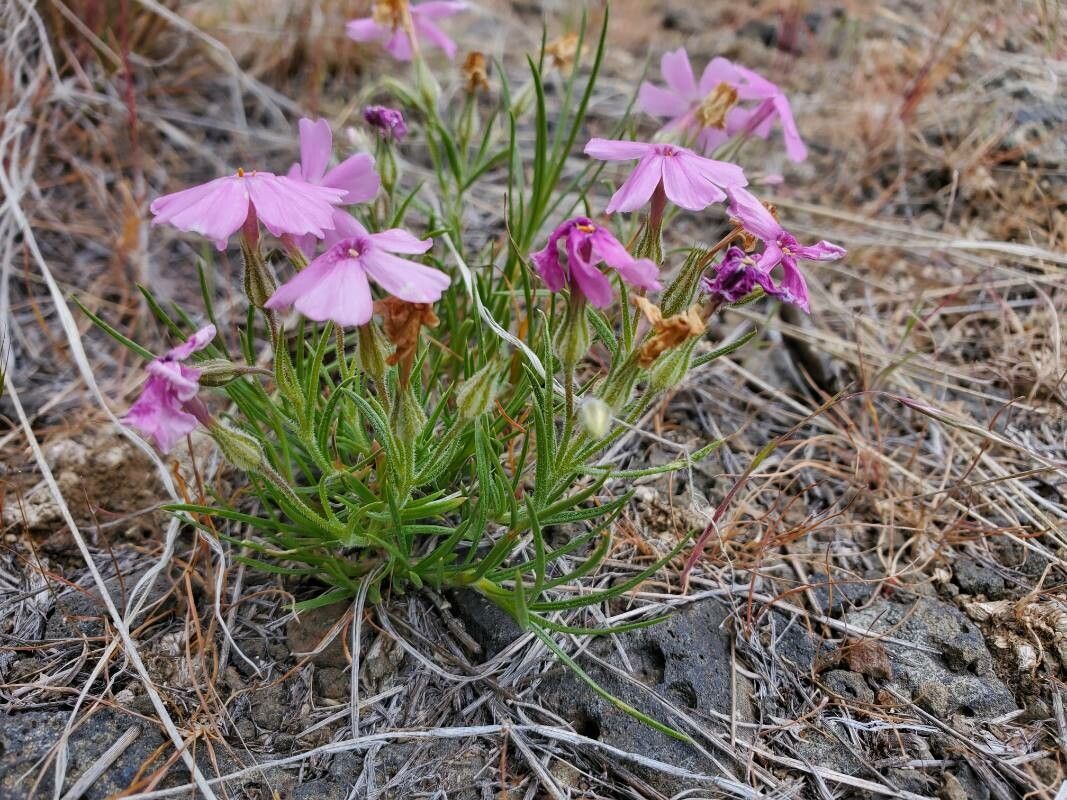 Phlox aculeata