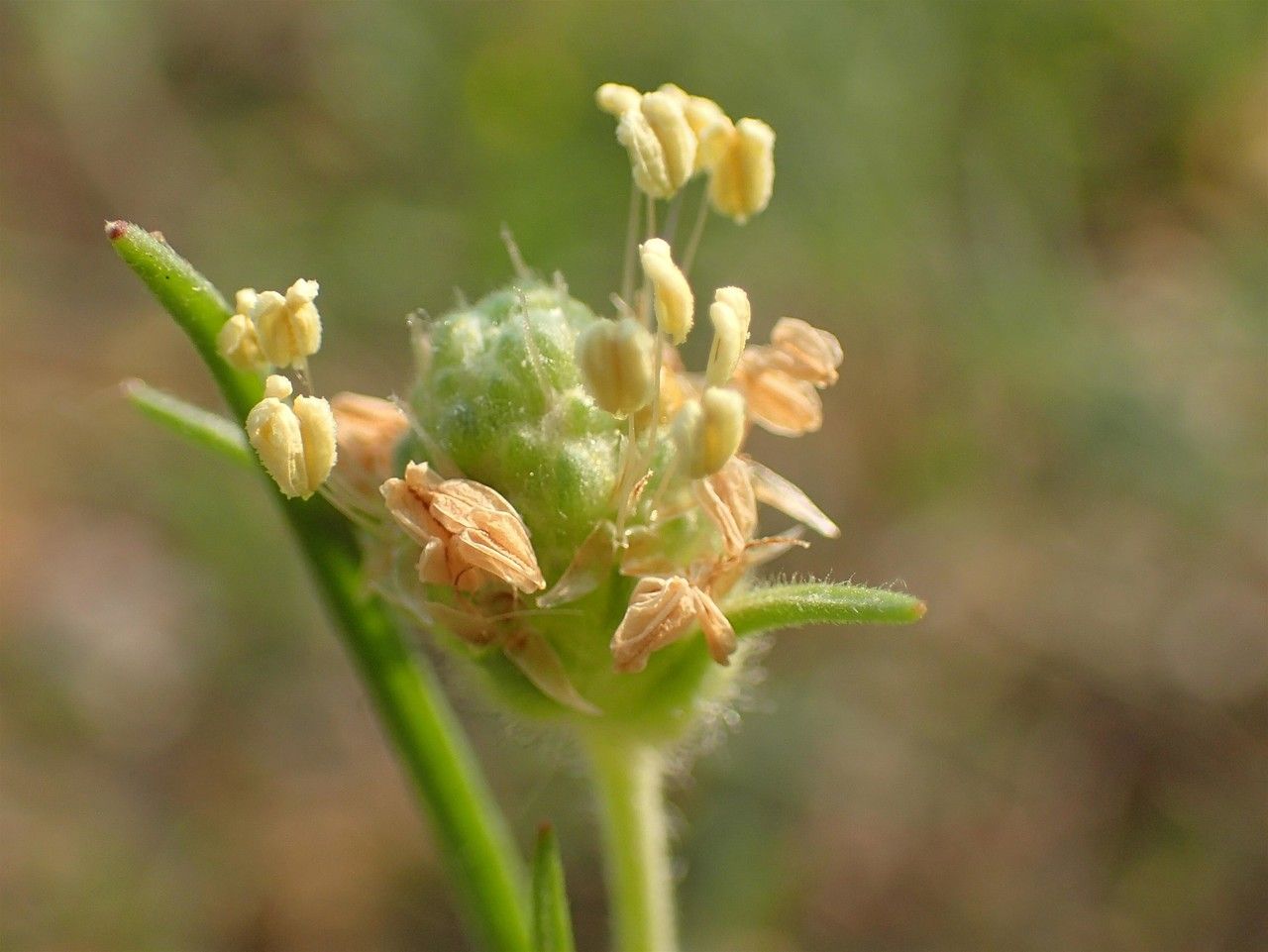 Plantago indica fruit