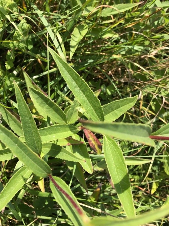 Helianthus × laetiflorus — search result for 'Asteraceae'
