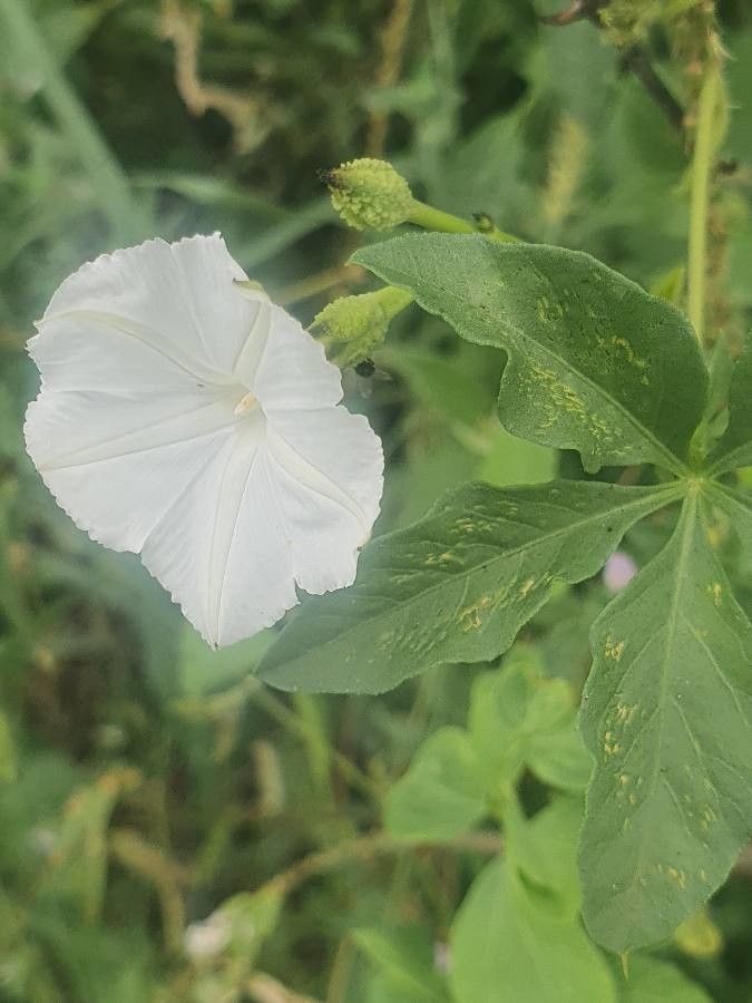 Ipomoea hochstetteri flower