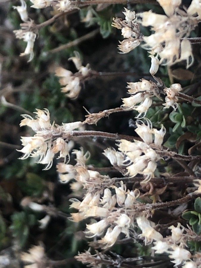 Thymus bracteatus fruit
