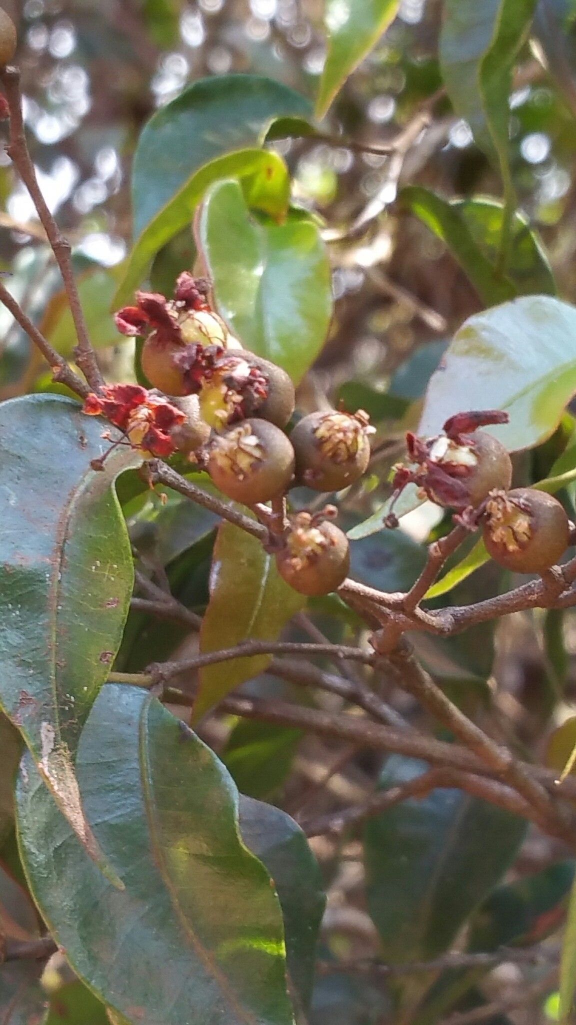 Leptolaena multiflora fruit