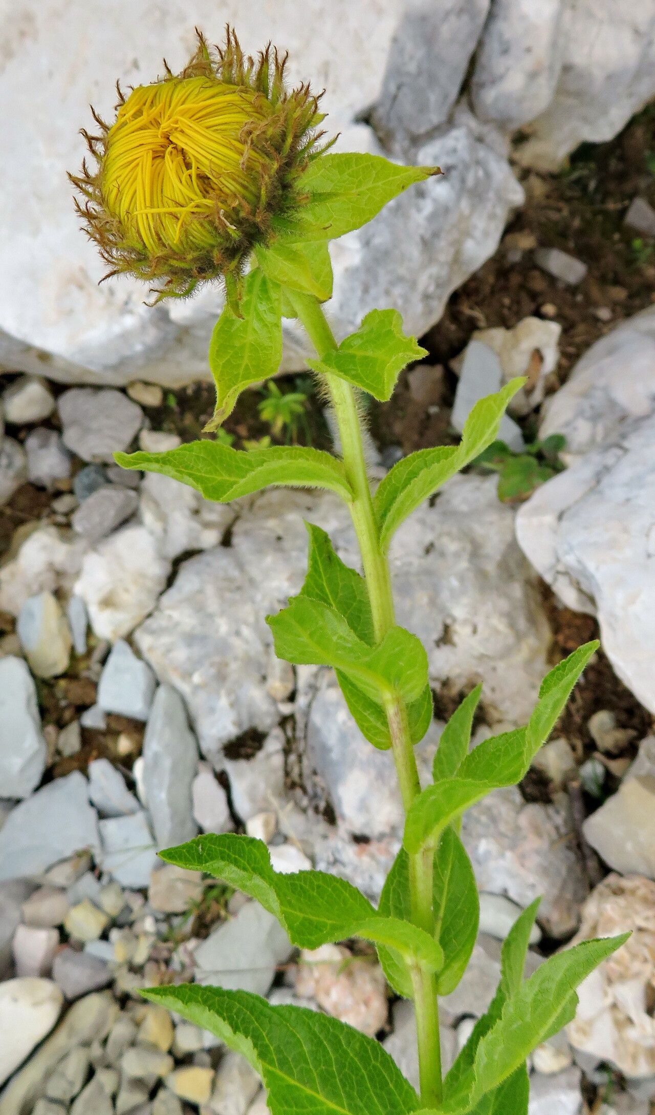 Pentanema orientale — houseplant care guide