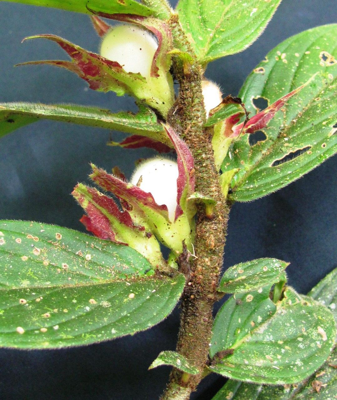 Columnea praetexta other