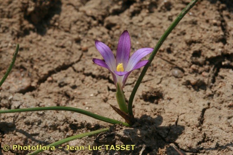 Romulea revelierei flower