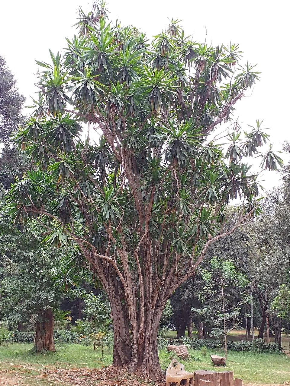 Dracaena steudneri — search result for 'Ethiopia'