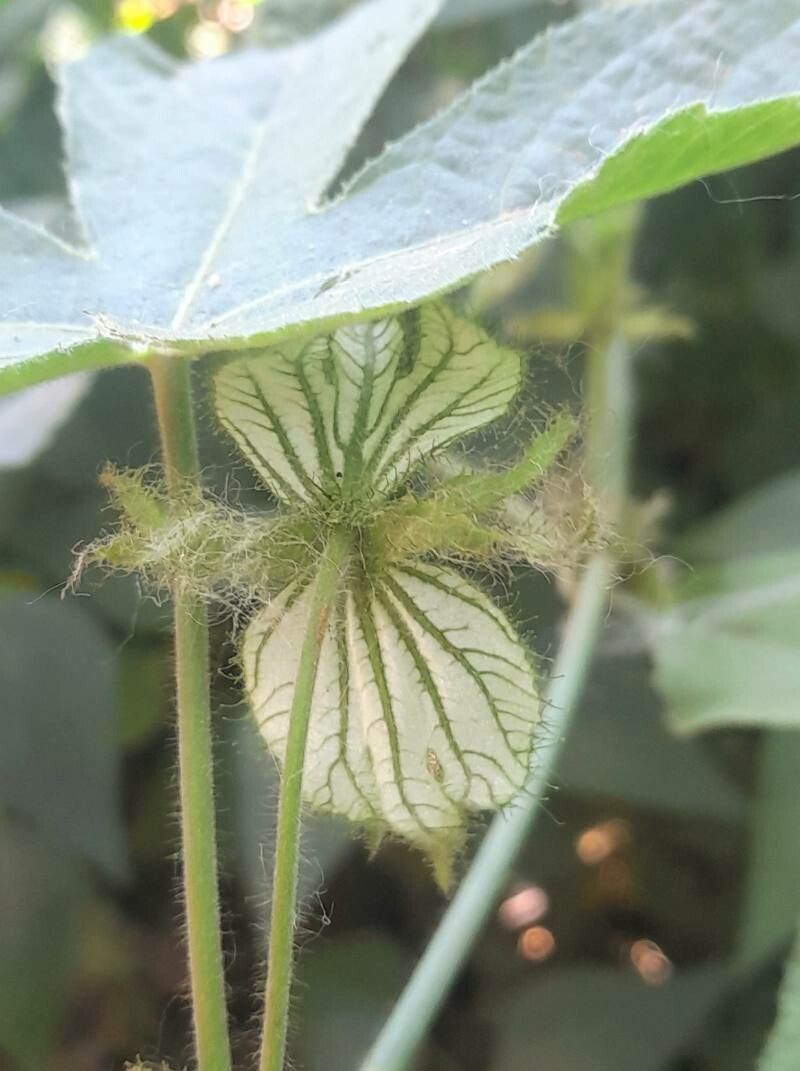 Dalechampia stenosepala flower