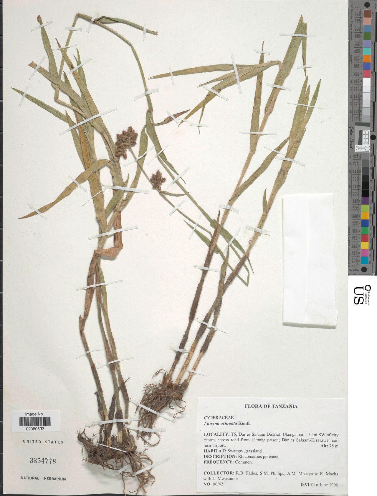 Fuirena ochreata — related species from the same genus