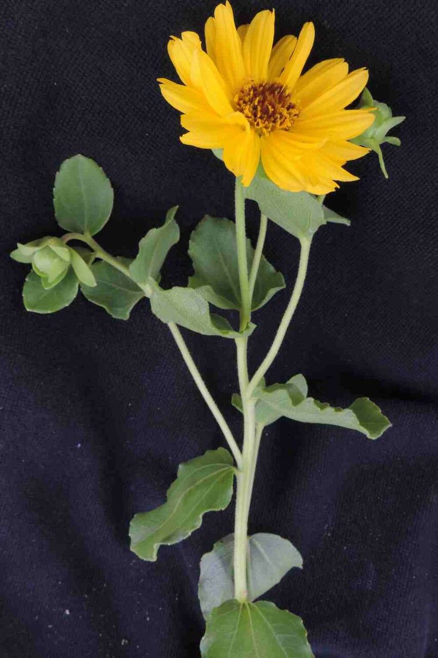 Aldama grandiflora — houseplant care guide