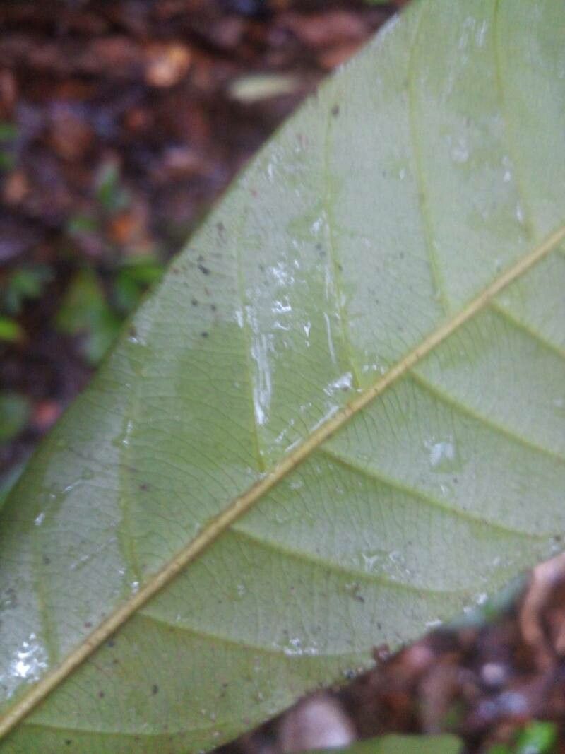 Pouteria singularis leaf