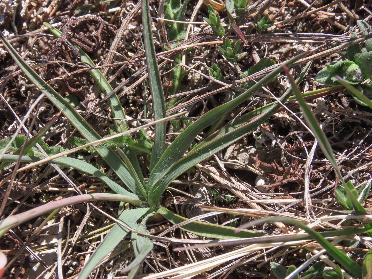 Ranunculus gramineus — search result for 'Tunisia'