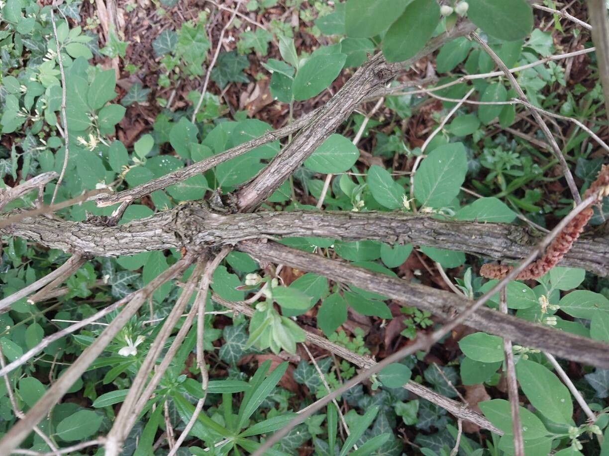 Lonicera nummulariifolia fruit