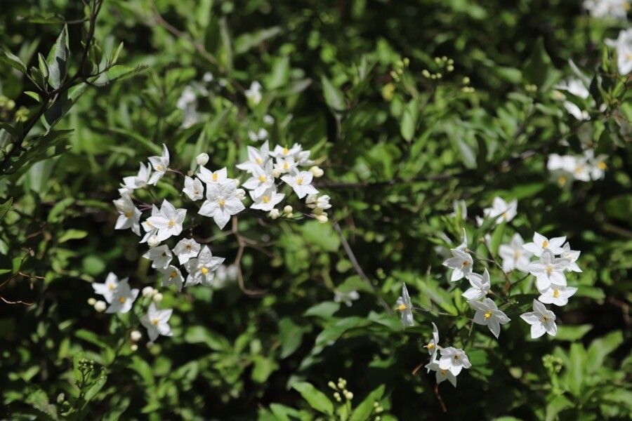 Solanum laxum flower