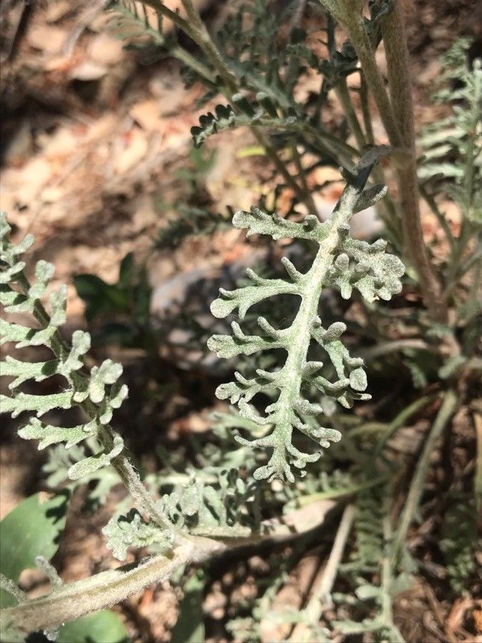 Chaenactis stevioides — houseplant care guide