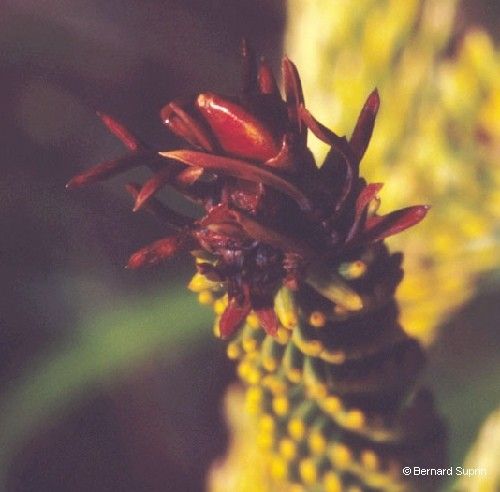 Dacrydium guillauminii — search result for 'Podocarpaceae'