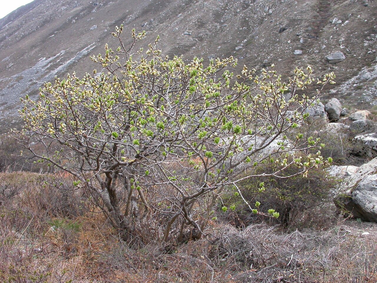 Salix sikkimensis other