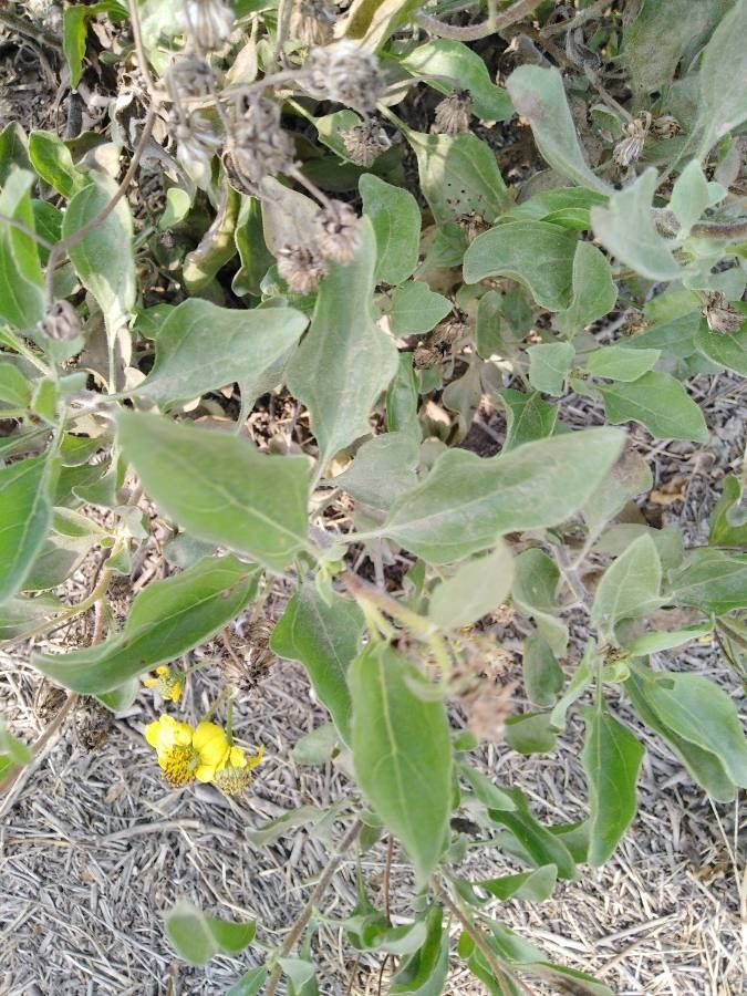Encelia canescens — related species from the same genus
