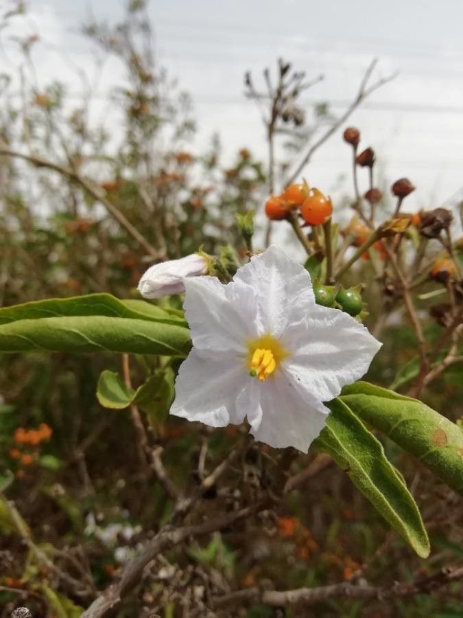 Solanum bonariense flower