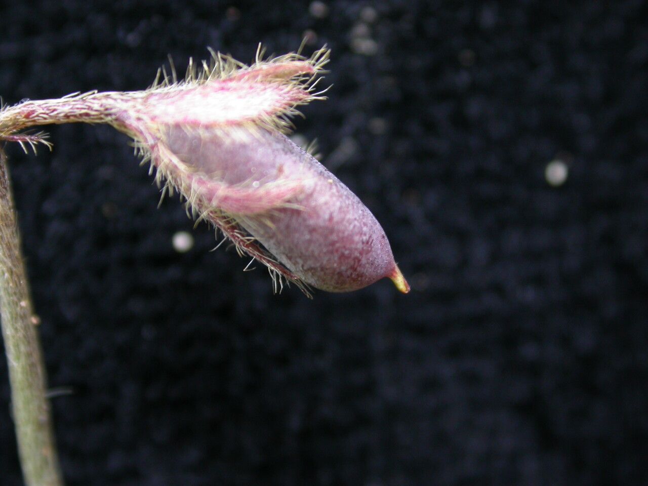 Crotalaria acicularis fruit