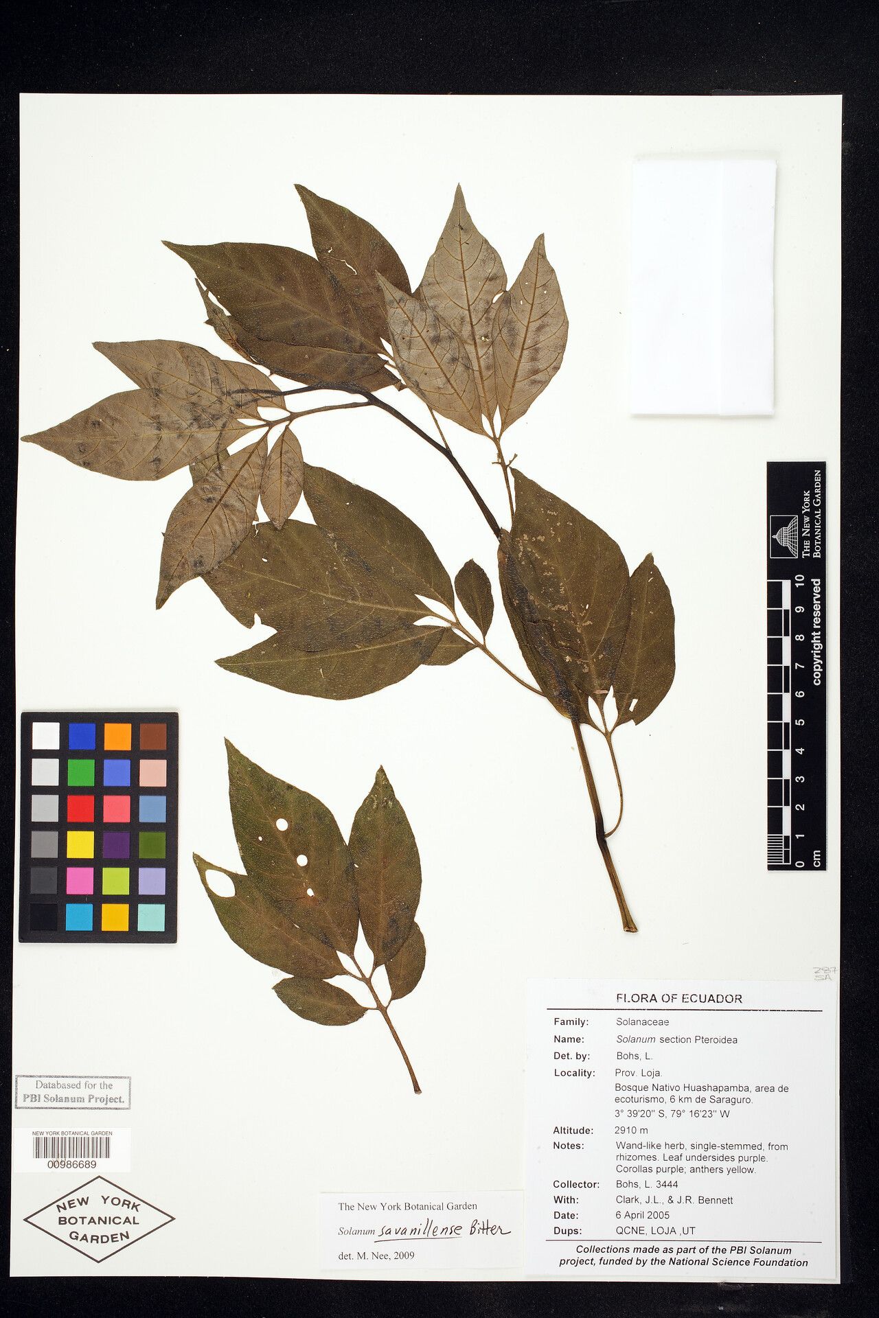 Solanum savanillense — houseplant care guide