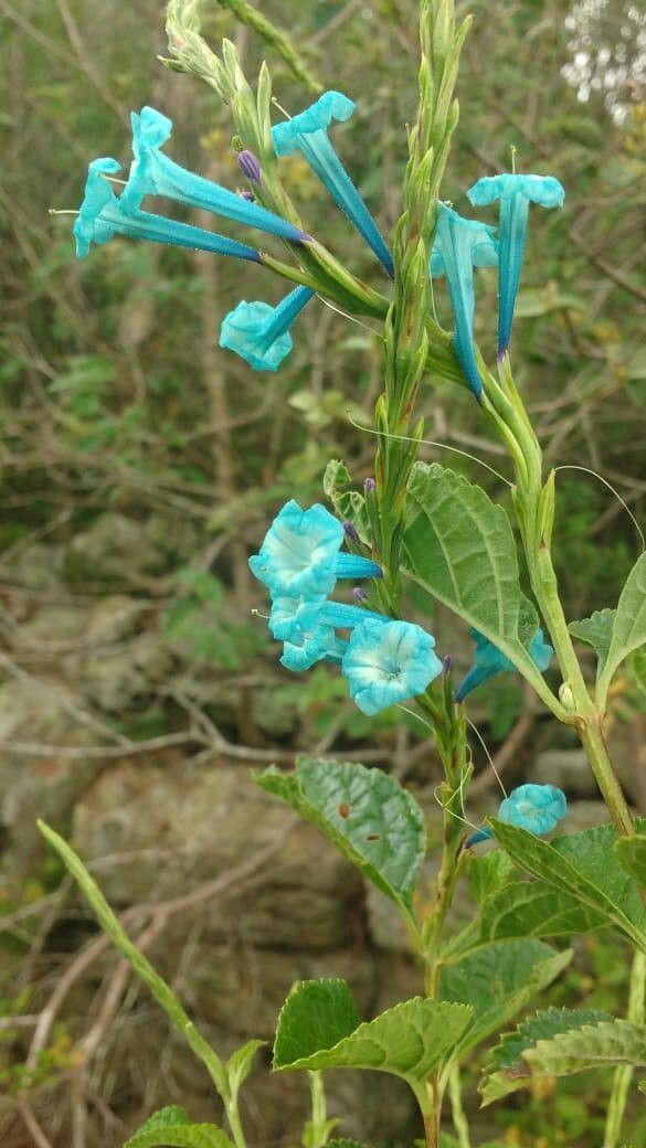 Stachytarpheta quadrangula — houseplant care guide