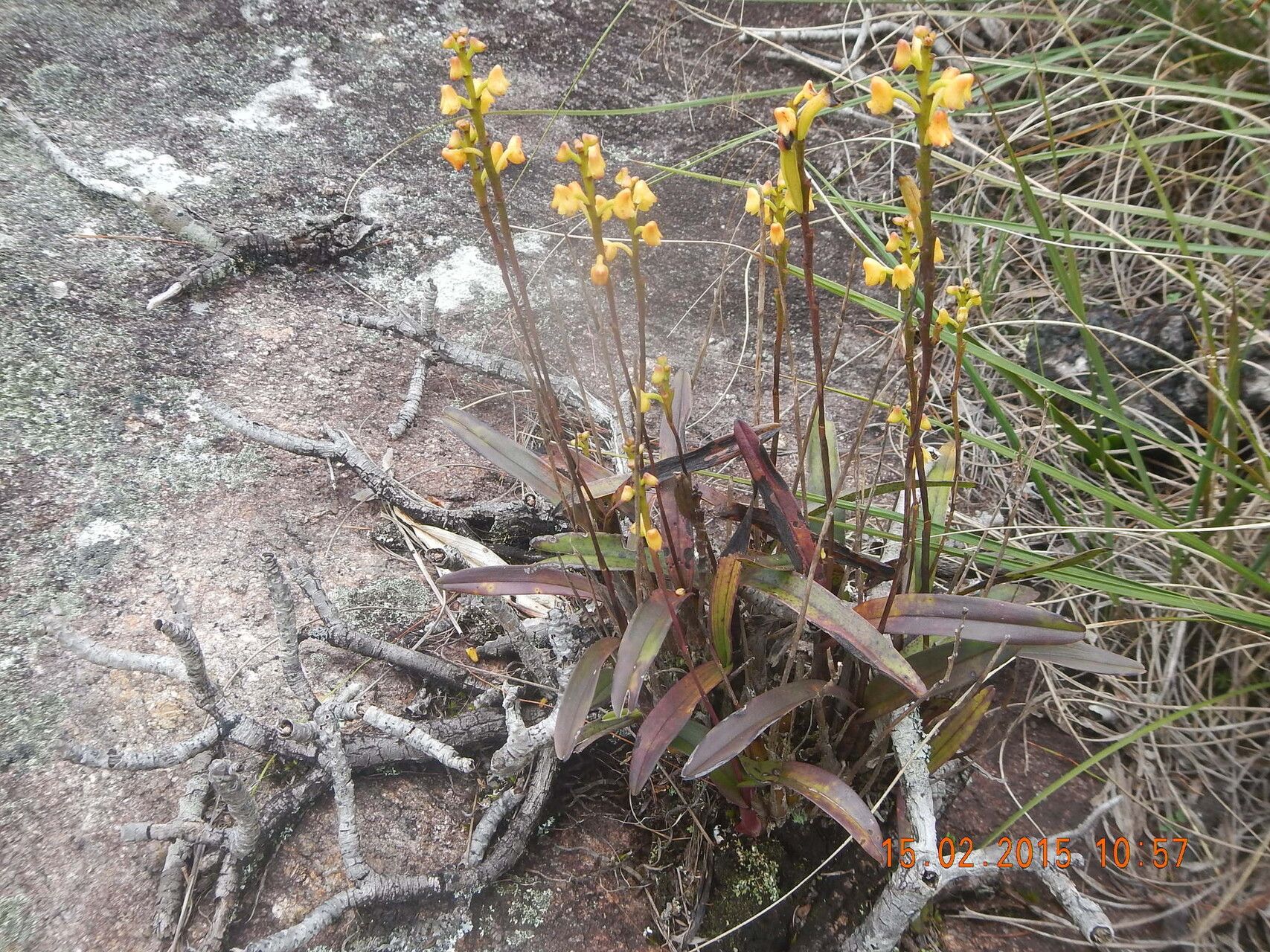 Polystachya rosea — houseplant care guide