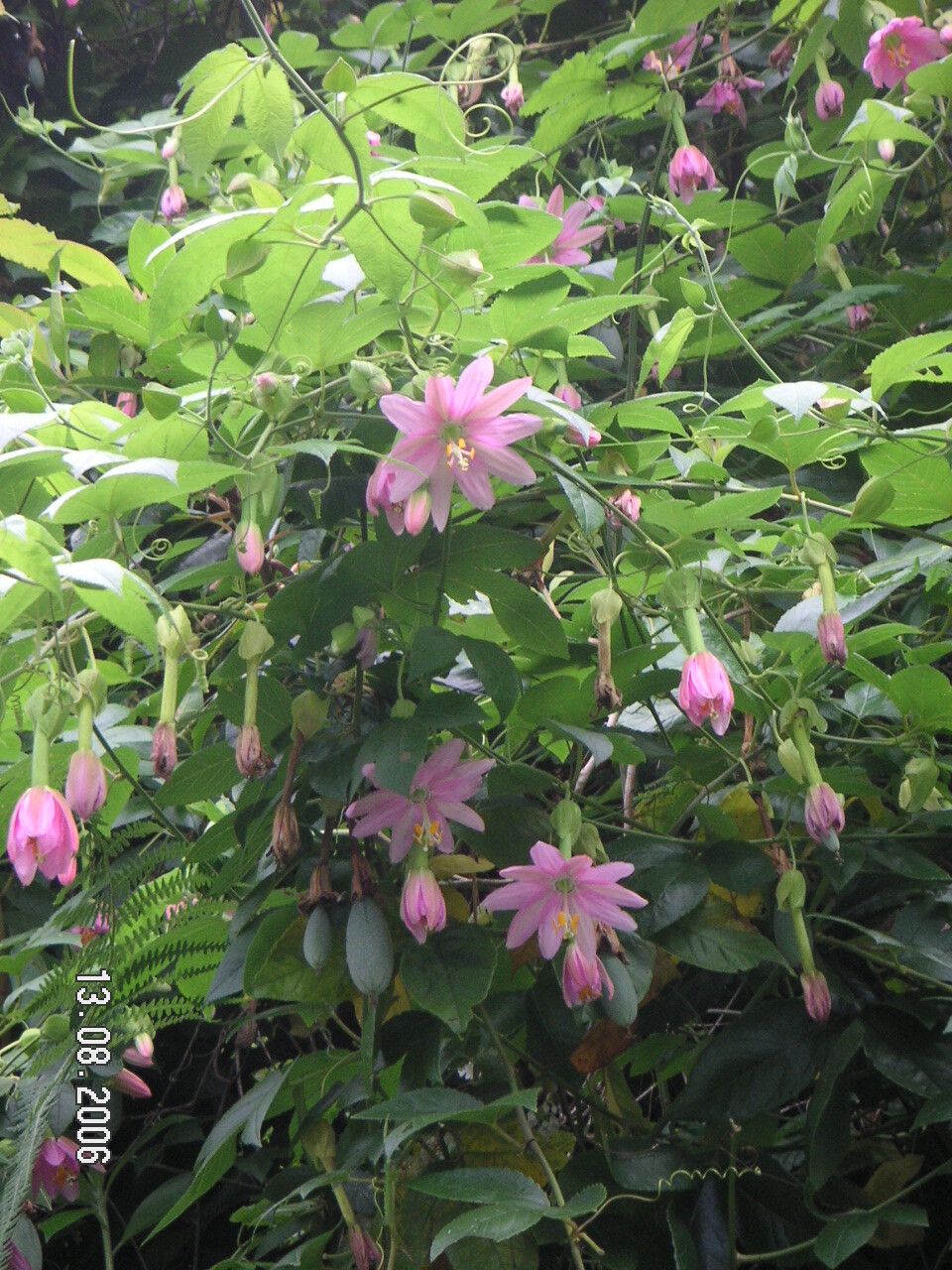 Passiflora × exoniensis — houseplant care guide