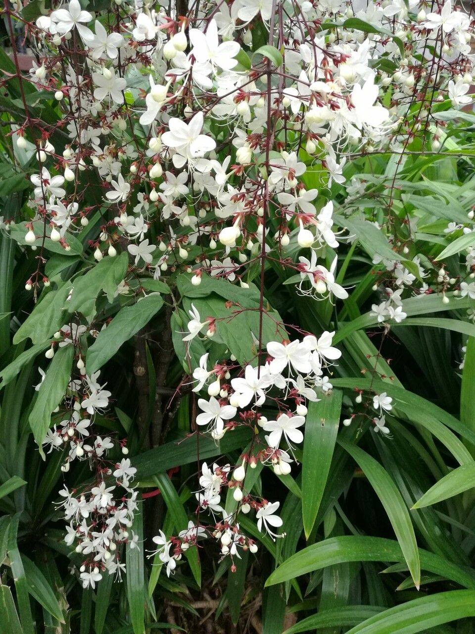Clerodendrum laevifolium habit