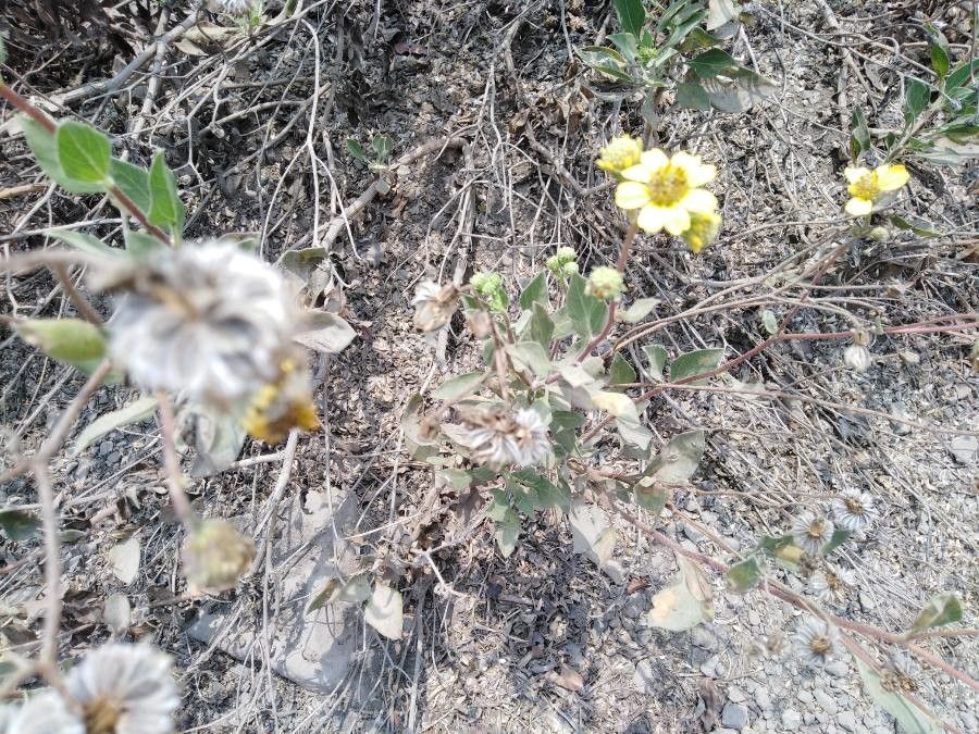 Encelia canescens flower