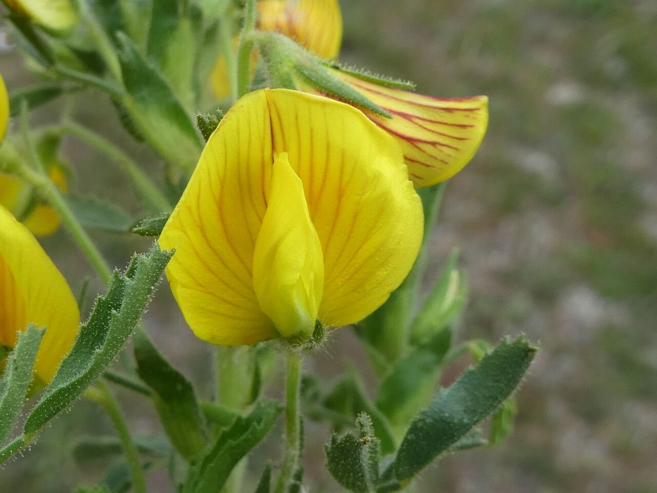Ononis natrix flower